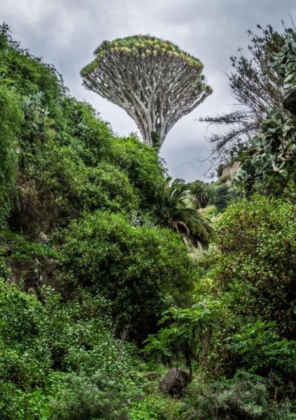 Casa Carmelita Lägenhet Las Palmas de Gran Canaria Exteriör bild